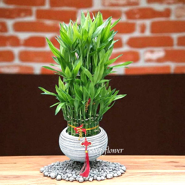 財源滾滾 開運竹 開幕賀禮 台南市花店