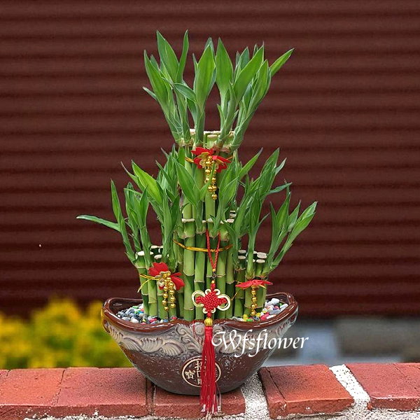 財源滾滾 開運竹