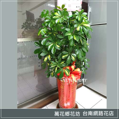 宏業駿發 落地開運盆栽  開幕落成賀禮 台南市花店