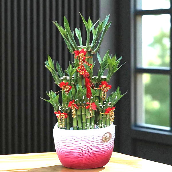 財源滾滾 開運竹 開幕賀禮